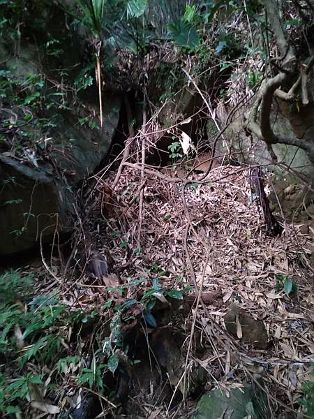 台北大屯山的黃金粒與帶路的狗兒。頂北投，淡水區樹林口，水梘頭