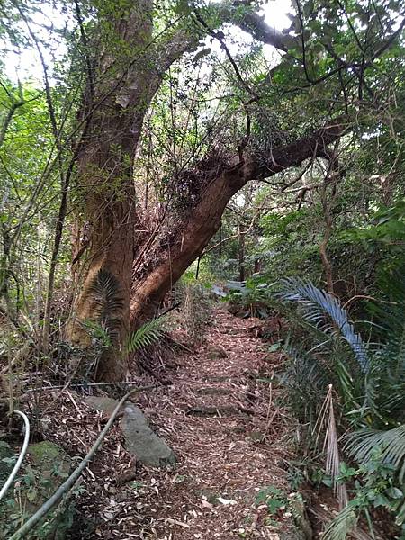 台北大屯山的黃金粒與帶路的狗兒。頂北投，淡水區樹林口，水梘頭