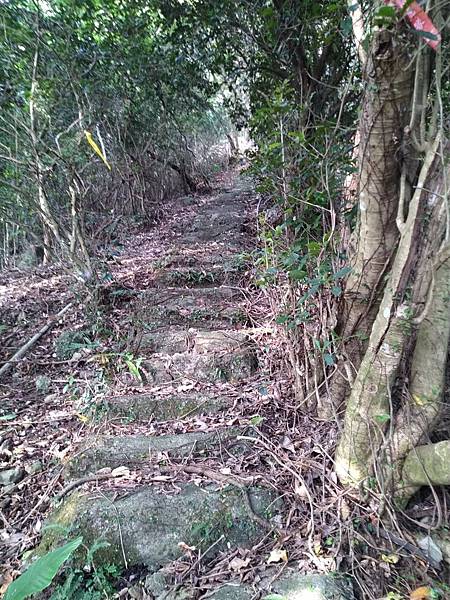 台北大屯山的黃金粒與帶路的狗兒。頂北投，淡水區樹林口，水梘頭