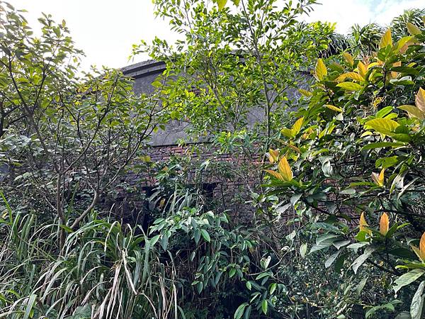 金東坑古道。金瓜石黃金博物館~黃金神社~本山四坑~金瓜石導覽