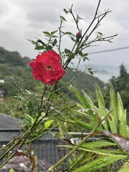 民國四十二年【張拓蕪】的【雨】現代詩；王谷詩人【煤礦】現代詩