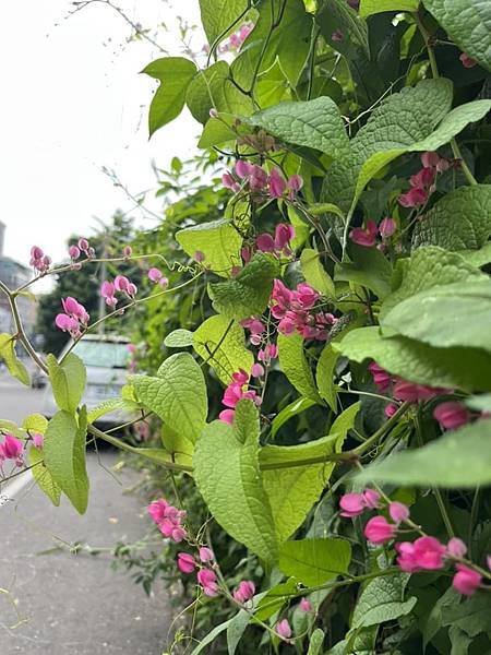 辭不達意的四川菜。1948年席德進，木心在嘉義中學。江兆申與