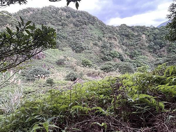 茶壺山步道，茶壺山產業道路O型縱走，是走在黃金寶地上，物產豐