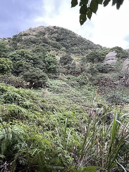 茶壺山步道，茶壺山產業道路O型縱走，是走在黃金寶地上，物產豐