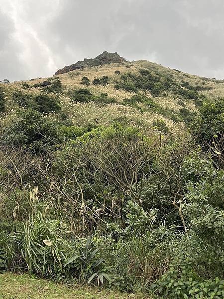 茶壺山步道，茶壺山產業道路O型縱走，是走在黃金寶地上，物產豐