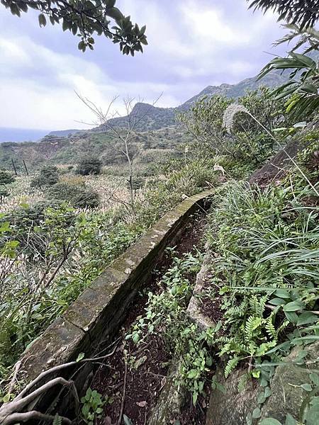 金瓜石報時山山麓水圳路古道。本山六坑古道