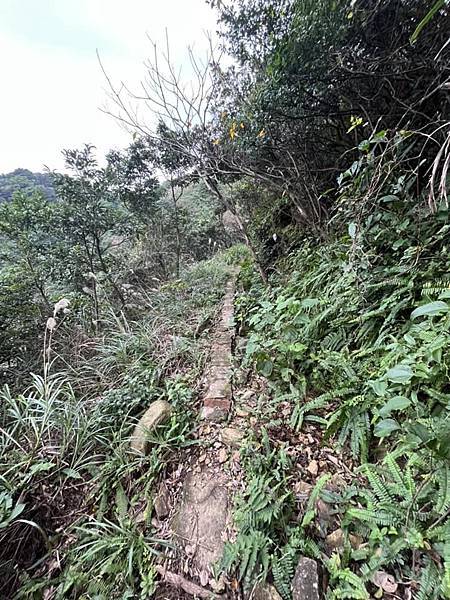 金瓜石報時山山麓水圳路古道。本山六坑古道