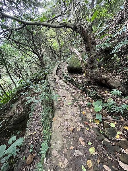 金瓜石報時山山麓水圳路古道。本山六坑古道