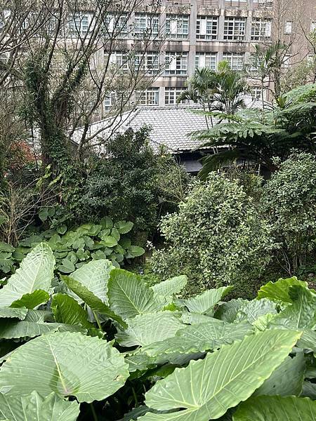 金瓜石三毛宅(三毛屋敷，金瓜石鑛山礦山事務所所長宿舍，三毛菊