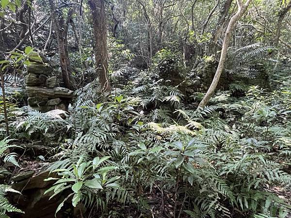 大年初二早上，獨自爬山五小時，大約十二公里。黃金博物館-黑肉