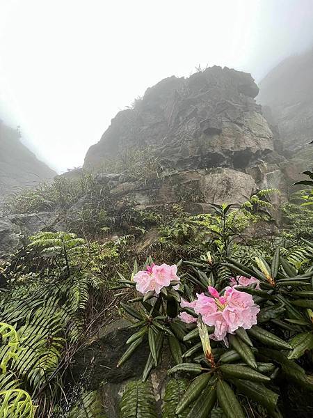 半平山紅星杜鵑，爬地杜鵑，金毛杜鵑盛開。辛波絲卡詩集-雲朵。