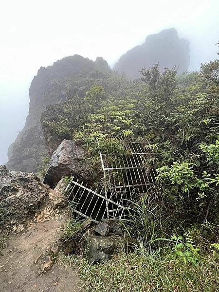 半平山紅星杜鵑，爬地杜鵑，金毛杜鵑盛開。辛波絲卡詩集-雲朵。