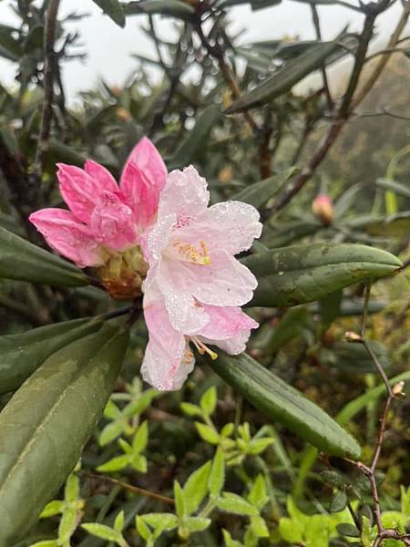 半平山紅星杜鵑，爬地杜鵑，金毛杜鵑盛開。辛波絲卡詩集-雲朵。