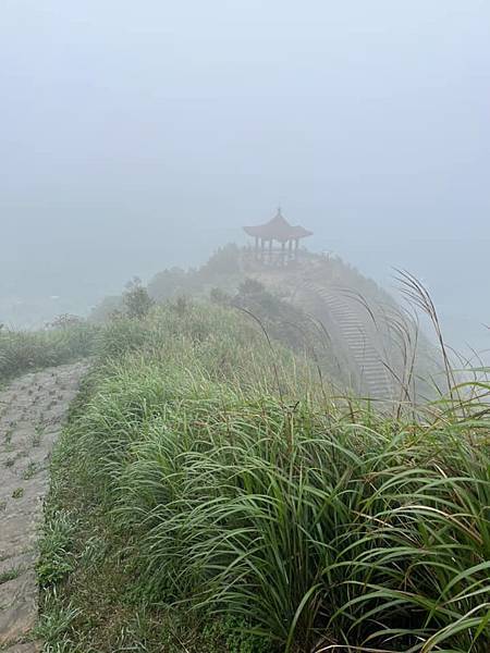 半平山紅星杜鵑，爬地杜鵑，金毛杜鵑盛開。辛波絲卡詩集-雲朵。