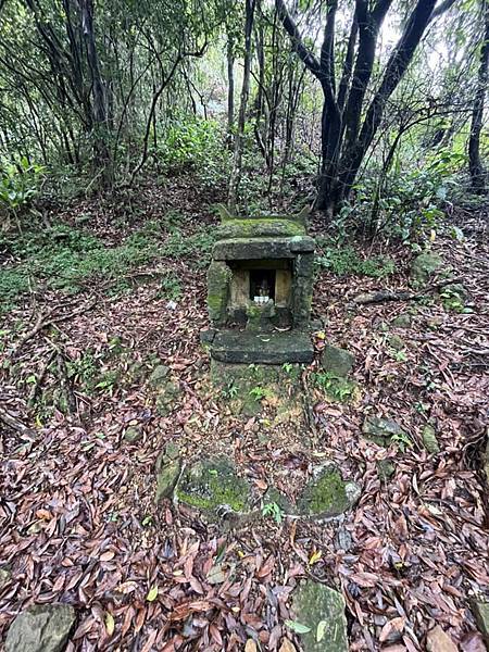 半平山紅星杜鵑，爬地杜鵑，金毛杜鵑盛開。辛波絲卡詩集-雲朵。