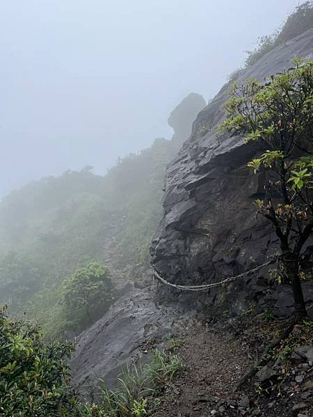 半平山紅星杜鵑，爬地杜鵑，金毛杜鵑盛開。辛波絲卡詩集-雲朵。