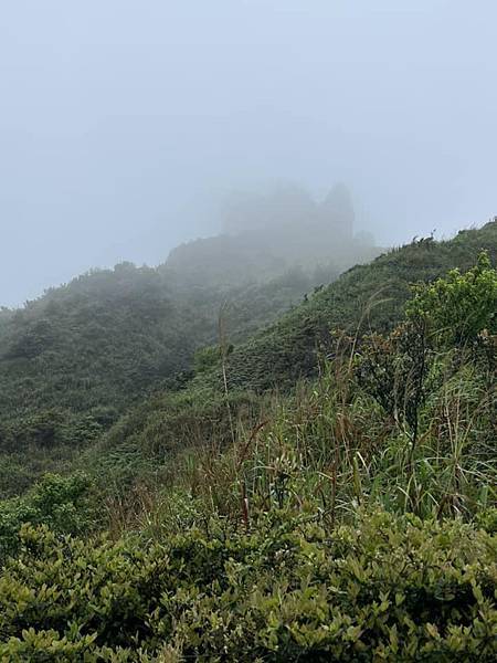 半平山紅星杜鵑，爬地杜鵑，金毛杜鵑盛開。辛波絲卡詩集-雲朵。