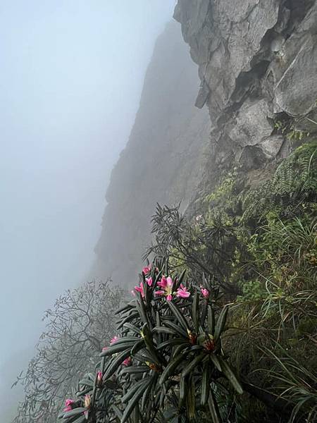 半平山紅星杜鵑，爬地杜鵑，金毛杜鵑盛開。辛波絲卡詩集-雲朵。