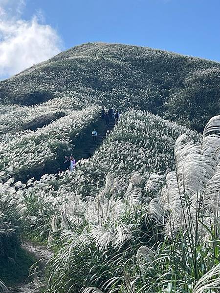 半平山芒花，鄭愁予、葉維廉、林金萱詩人芒花詩；小金瓜露頭芒花