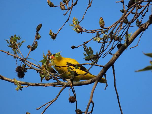 大豐公園黃鸝鳥_200814_3