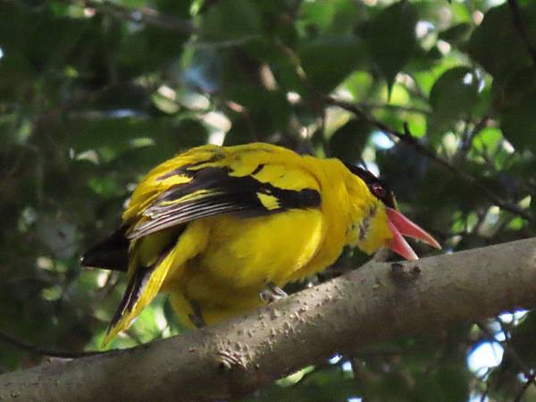 大豐公園黃鸝鳥_200814_6