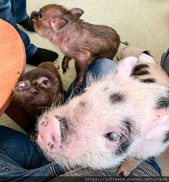 日本東京Mipig Cafe 迷你豬咖啡廳 Micro Pig House Tokyo東京動物寵物主題咖啡館推薦...