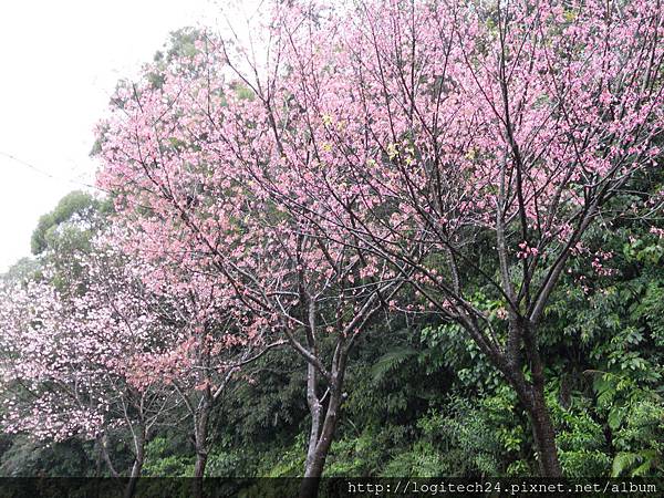 2012陽明山花季~(3/6)