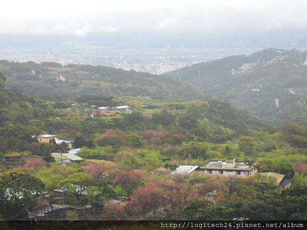 2012陽明山花季~(6/6)