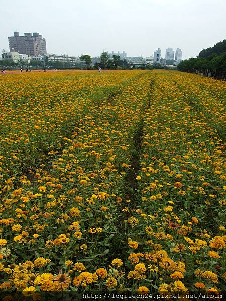 2013橋頭花海~(4/7)