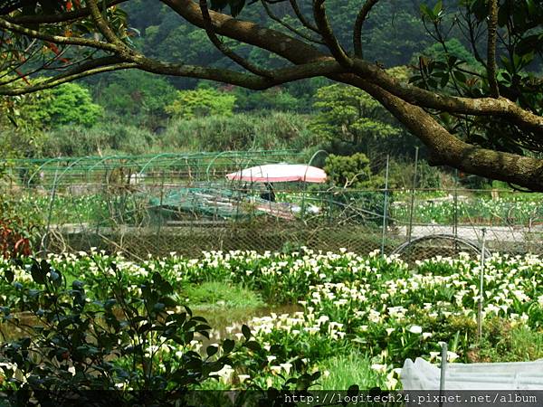 2016竹子湖海芋季~(14/20)