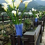 2016竹子湖海芋季~(17/20) 2016竹子湖海芋季~(17/20)
