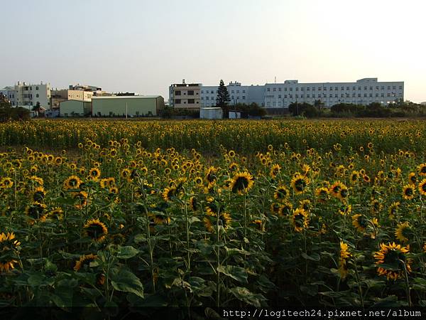 番花路花海~(1/5)