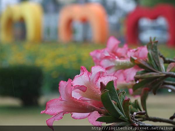 2019學甲紅藜花海~(13/18)