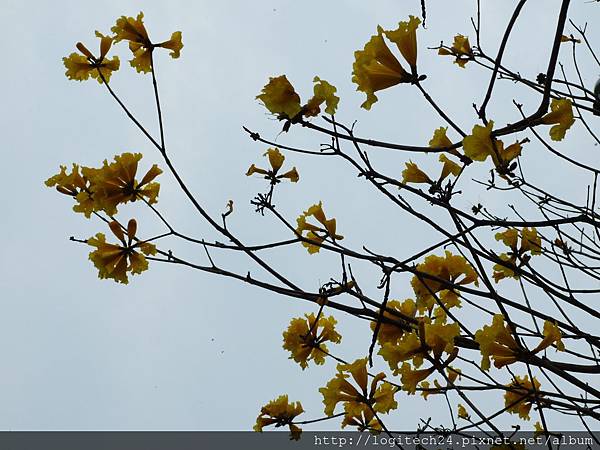 2019八掌溪黃花風鈴木~(3/10)