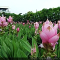 2019溪州粉紅薑荷花~(3/15)