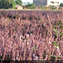 2019仙草花海~(12/20)