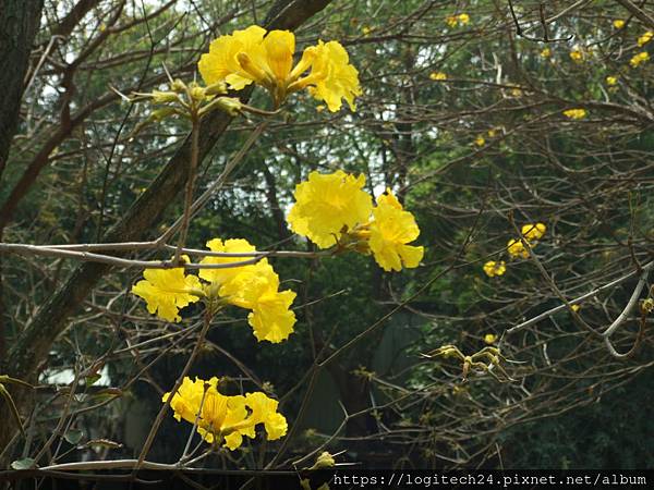 2020太保朴子溪黃花風鈴木~(1/18)