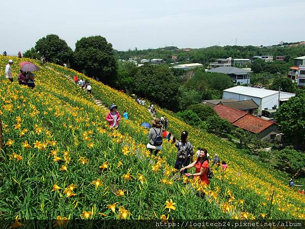 2020虎山巖金針花~(6/15)