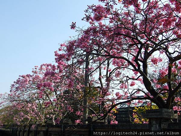 2021嘉義洋紅風鈴木系列(特殊學校)~(3/20)