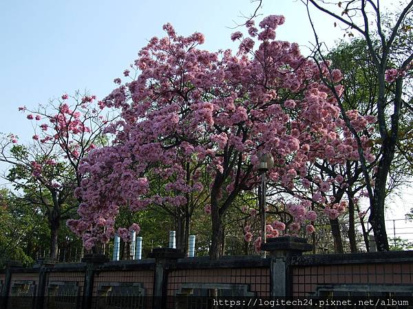 2021嘉義洋紅風鈴木系列(特殊學校)~(4/20)