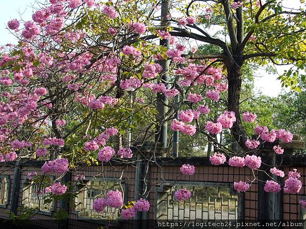 2021嘉義洋紅風鈴木系列(特殊學校)~(5/20)