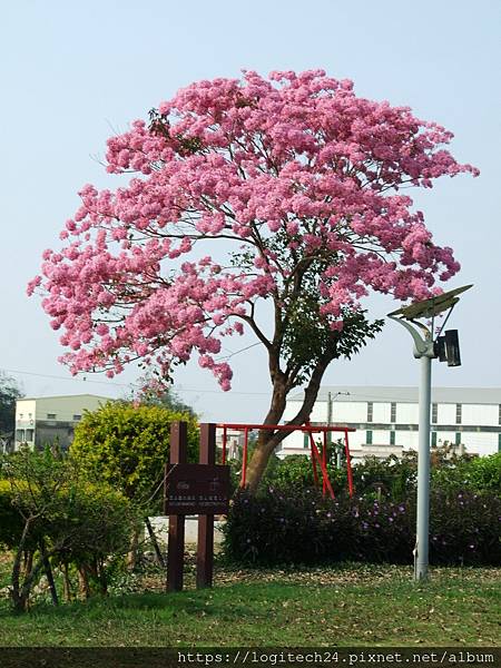 2021嘉義洋紅風鈴木系列(明華濕地)~(14/20)