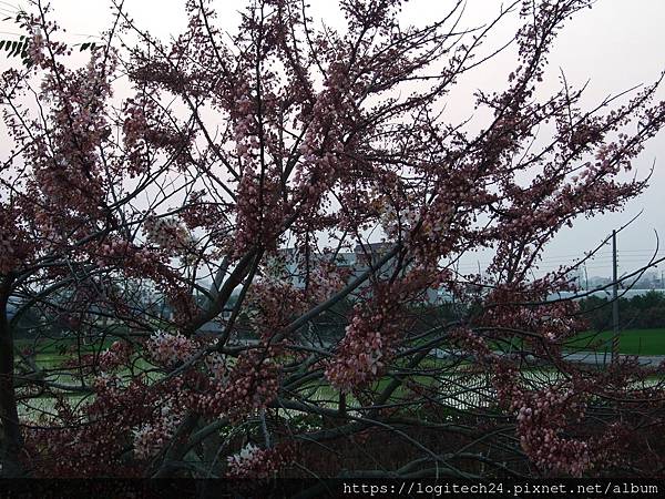 西港金砂里花旗木~(11/12)