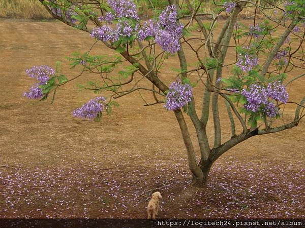 內埔飛場藍花楹~(8/10)