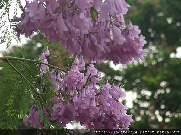 內埔飛場藍花楹~(9/10)