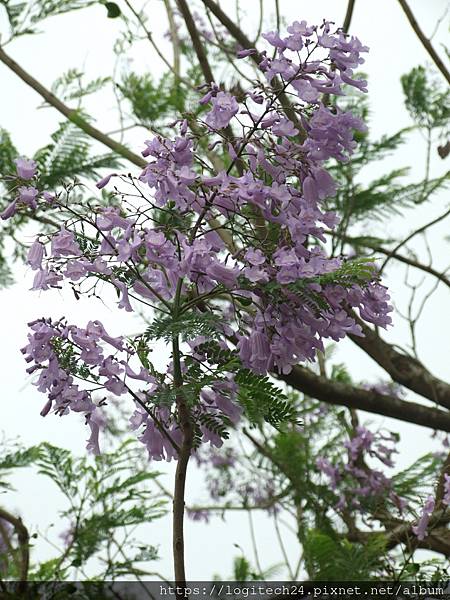 牛稠溪藍花楹~(7/10)