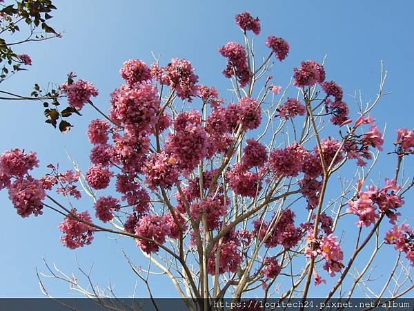 八掌溪洋紅風鈴木~(3/5)