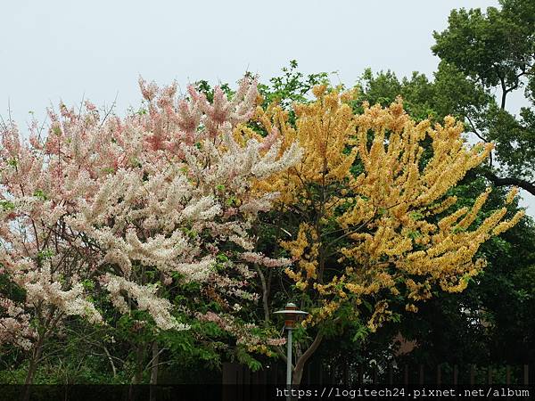 二水之運動公園花旗木~(6/40)