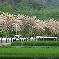 二水之花旗木火車~(29/40)