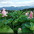 淡水屯山里荷花~(5/13)